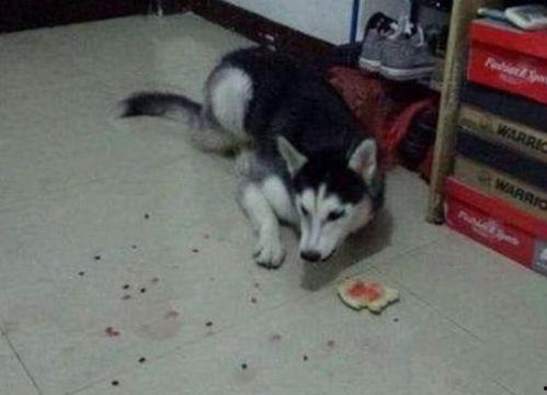 二哈吃瓜劝架百度网盘,一场网络奇观的百度网盘直播秀