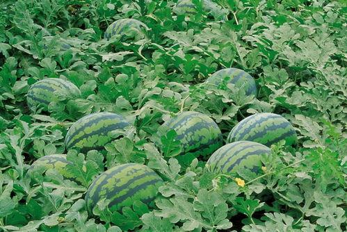 江山网红吃瓜群微博名字,揭秘网络红人背后的秘密与八卦