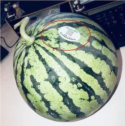 吃瓜网红的各种八卦图,吃瓜图背后的八卦风云