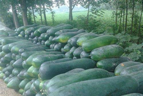 东瓜娱乐吃瓜,揭秘娱乐圈那些吃瓜背后的故事